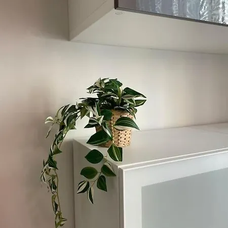 Casa Del Riccio, Palio * 시에나